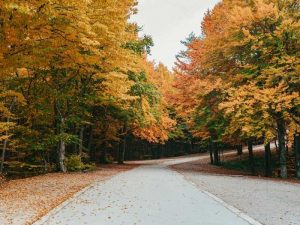 Straße durch einen herbstlichen Wald mit buntem Laub als Symbol für rutschige Fahrbahn und erhöhte Unfallgefahr